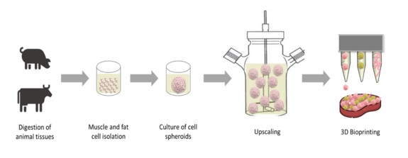 Poster Hochskalierung der Fleischproduktion