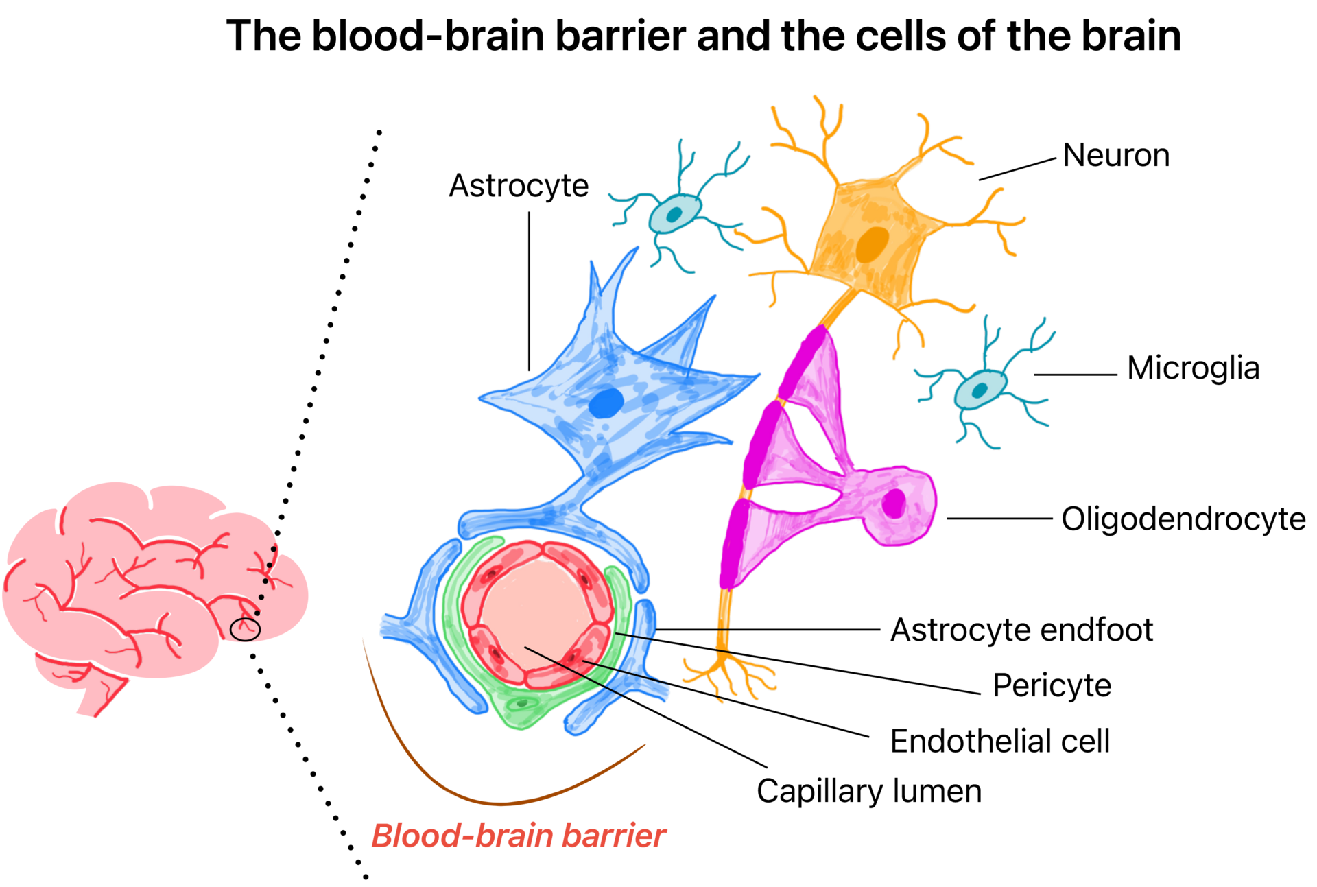 Die Blut-Hirn-Schranke und die Gehirnzellen